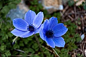 Anemone dei fiorai, fiorisce spontaneamente nei prati incolti di Creta.